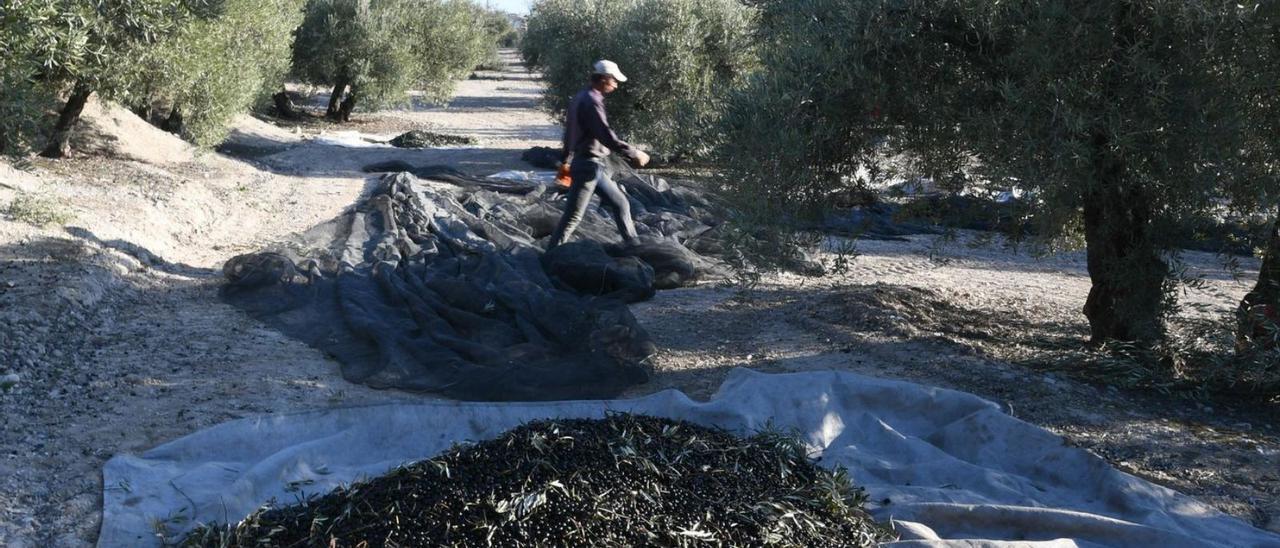 Recogida de la aceituna en una explotación de olivar situada en la provincia de Córdoba.