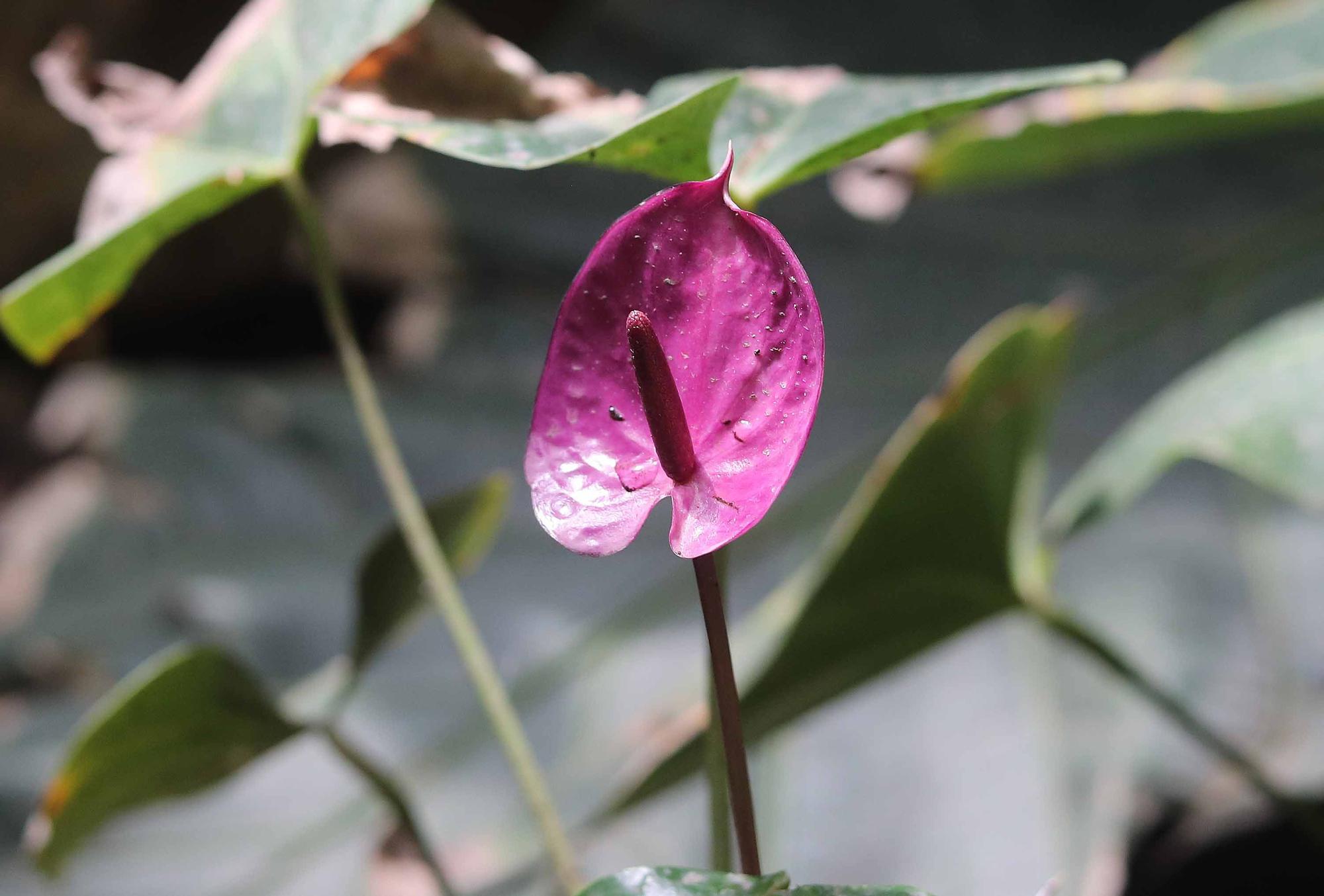 Las flores del Jardín Botánico en primavera