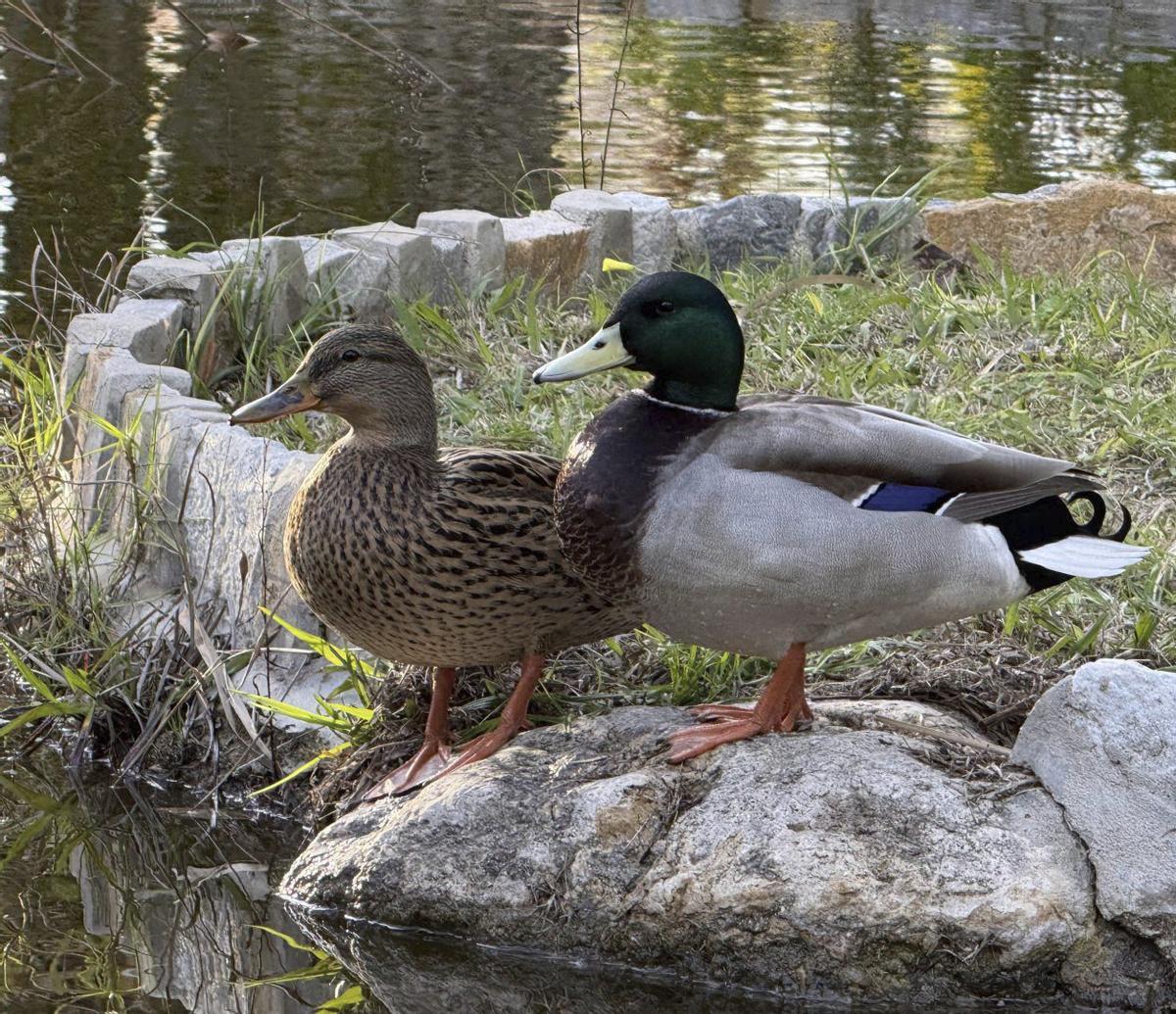 Dos ánades en el parque situado tras el Parque Infantil de tráfico de Elche. En el mismo enclave, un ejemplar de garceta grande (Ardea Alba), un ave cada vez más frecuente en el parque de El Hondo. | MATÍAS SEGARRA