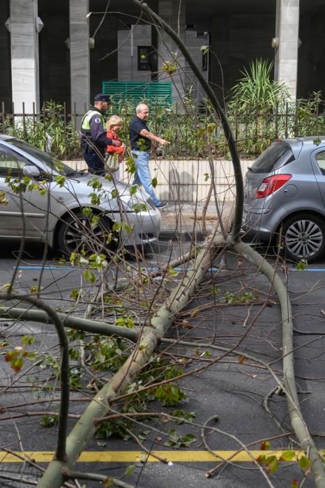 Caída de un árbol Een la calle Paseo Cayetano de Lugo,zona Presidencia del Gobierno de Canarias  | 04/02/2020 | Fotógrafo: Tony Hernández