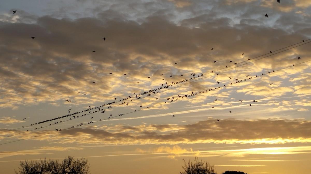 Ocells d’hora al matí fent una parada.