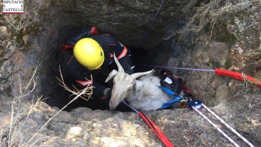 Rescatan a una cabra que llevaba una semana atrapada en una sima de Llucena