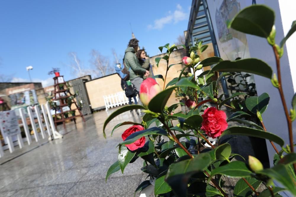 Camelias en el Botánico