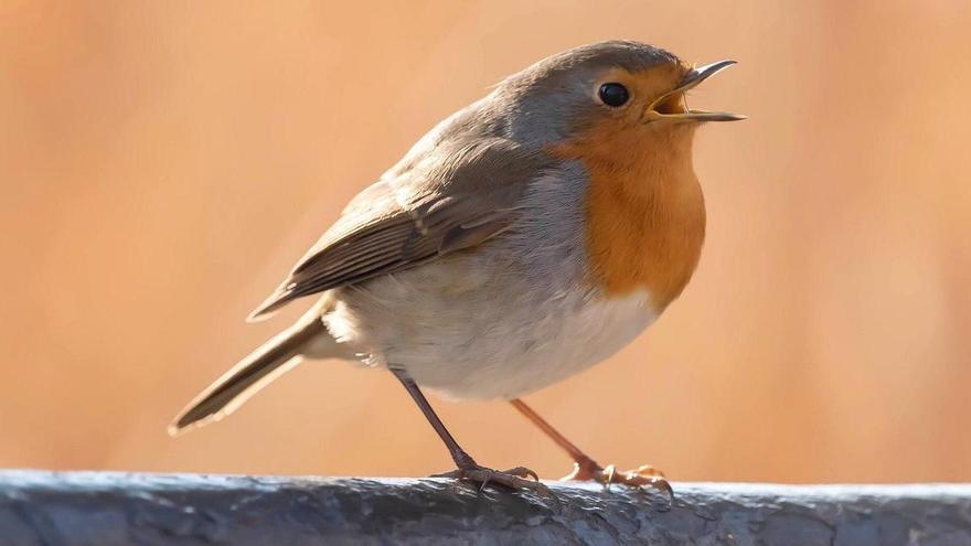 ¿Cantan los pájaros con acento propio en cada región?