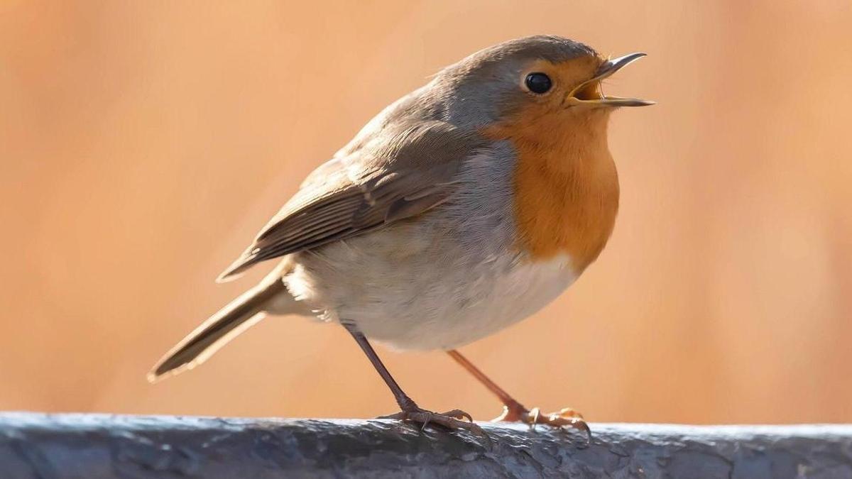 Un petirrojo entonando su canto