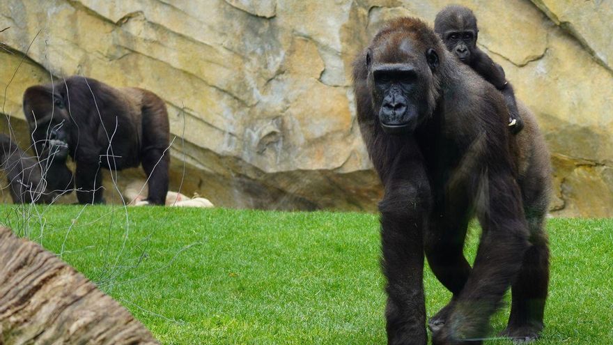 'Félix', el bebé gorila del Bioparc Valencia,
cumple un año