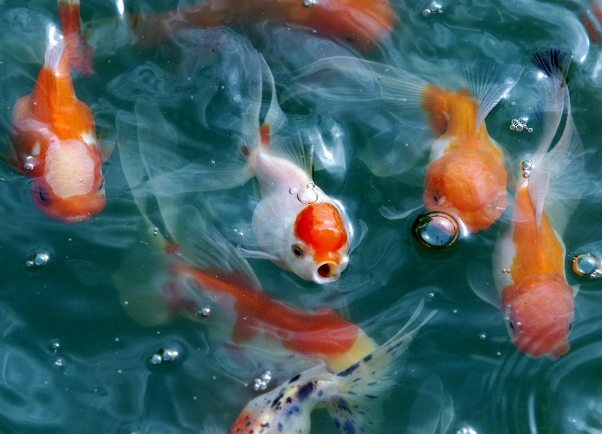 La ‘invasió’ dels peixos d’aquari a la natura: «Són una plaga»