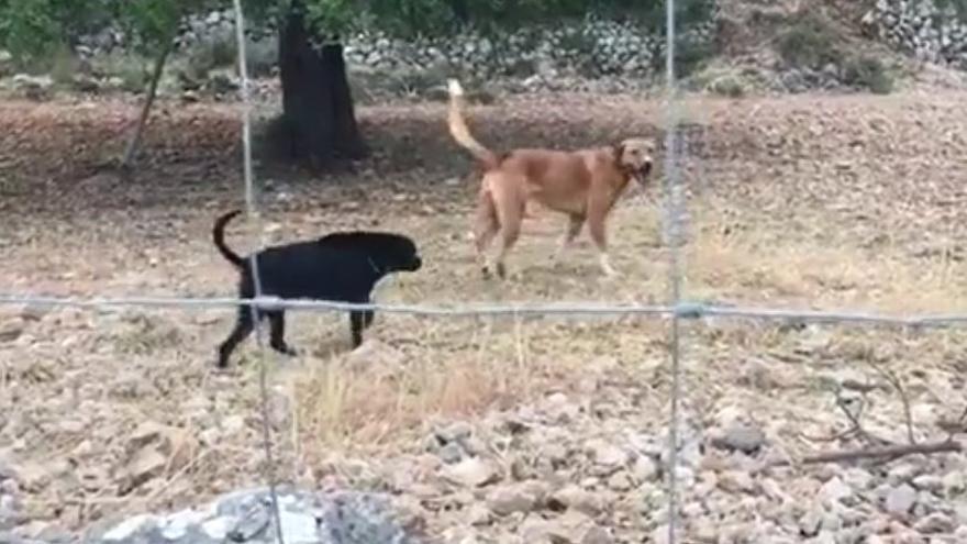 Se busca al dueño de estos dos perros, que mataron a una docena de ovejas en Planícia