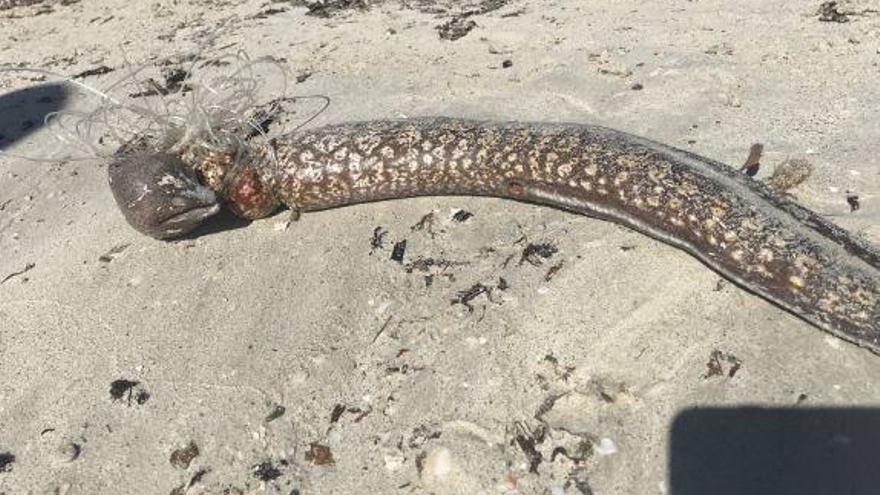 Erdrosselte Muräne am Strand bei Sant Jordi gefunden