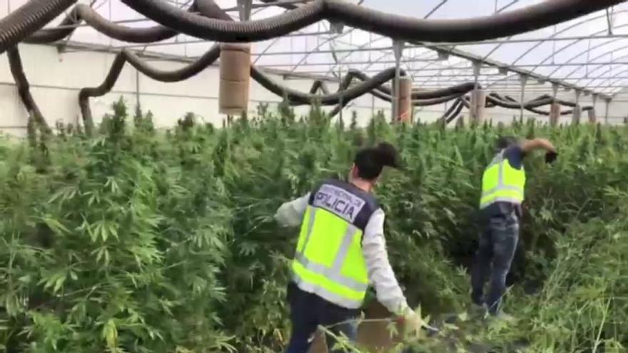 Hallan una enorme plantación de marihuana cerca del aeropuerto