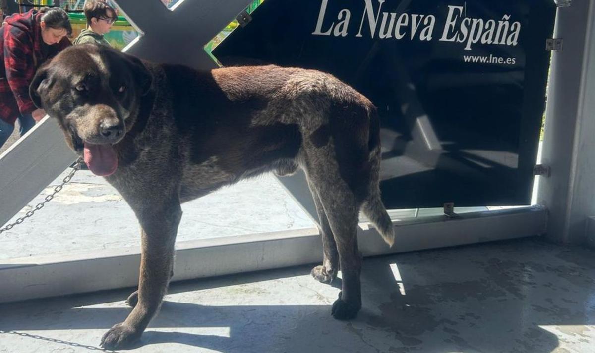 Un mastín asturiano, en la Feria de Muestras de Gijón.