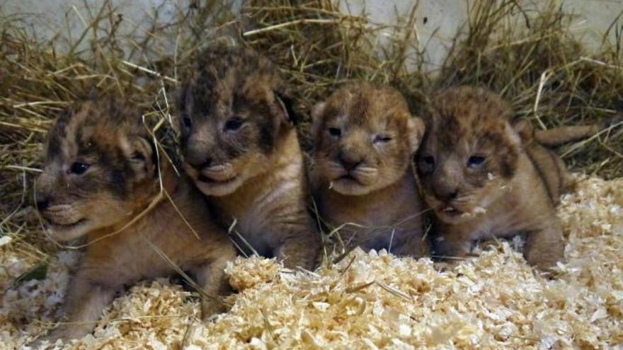 Un zoo sacrifica a nueve crías de león sanas por falta de espacio