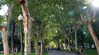 El PSOE pide a Bellido que "se tome en serio" la candidatura a capitalidad verde europea y triplique el número de árboles