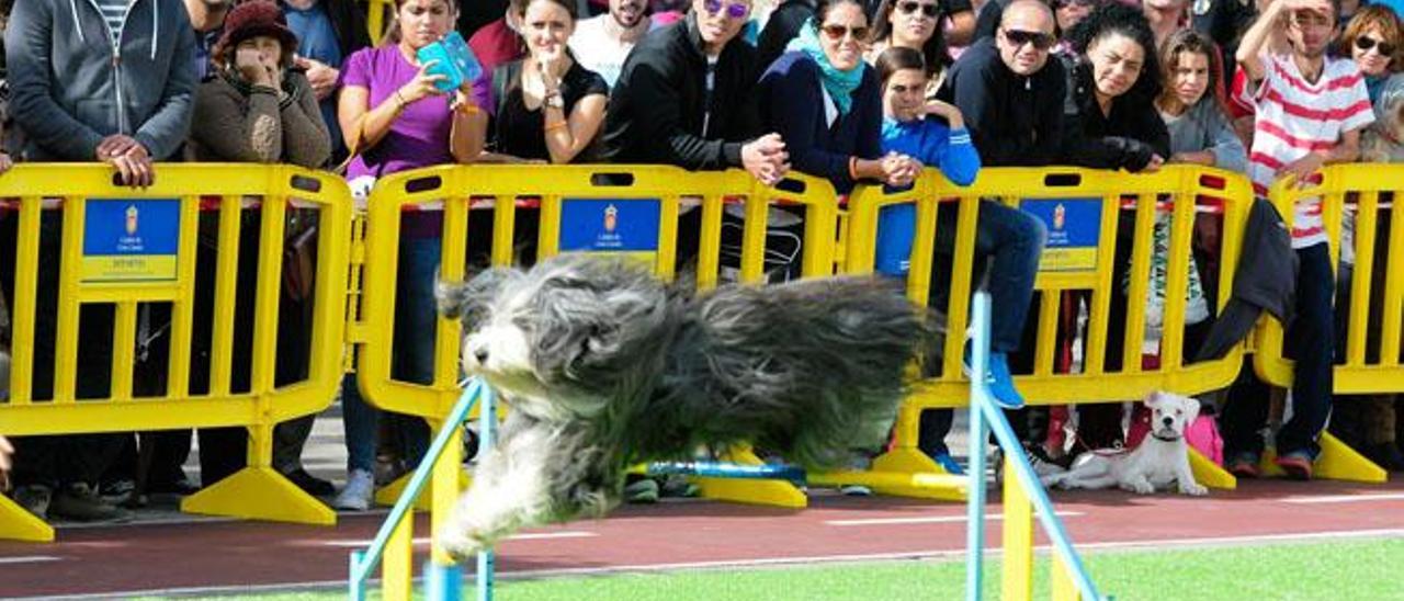 Unos cien perros tienen ya el carné de ciudadano ejemplar canino