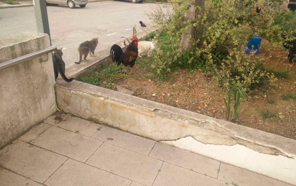 El PAC de Vilafranca se llena de gallos, gallinas y gatos