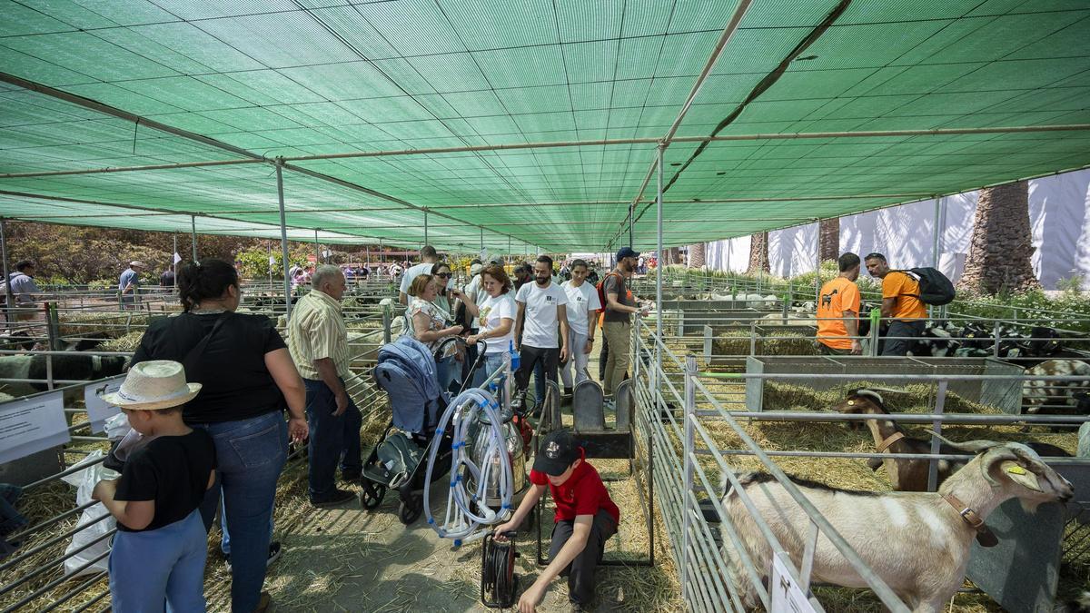 XXXII Edición del Concurso y Exposición de Ganado Selecto