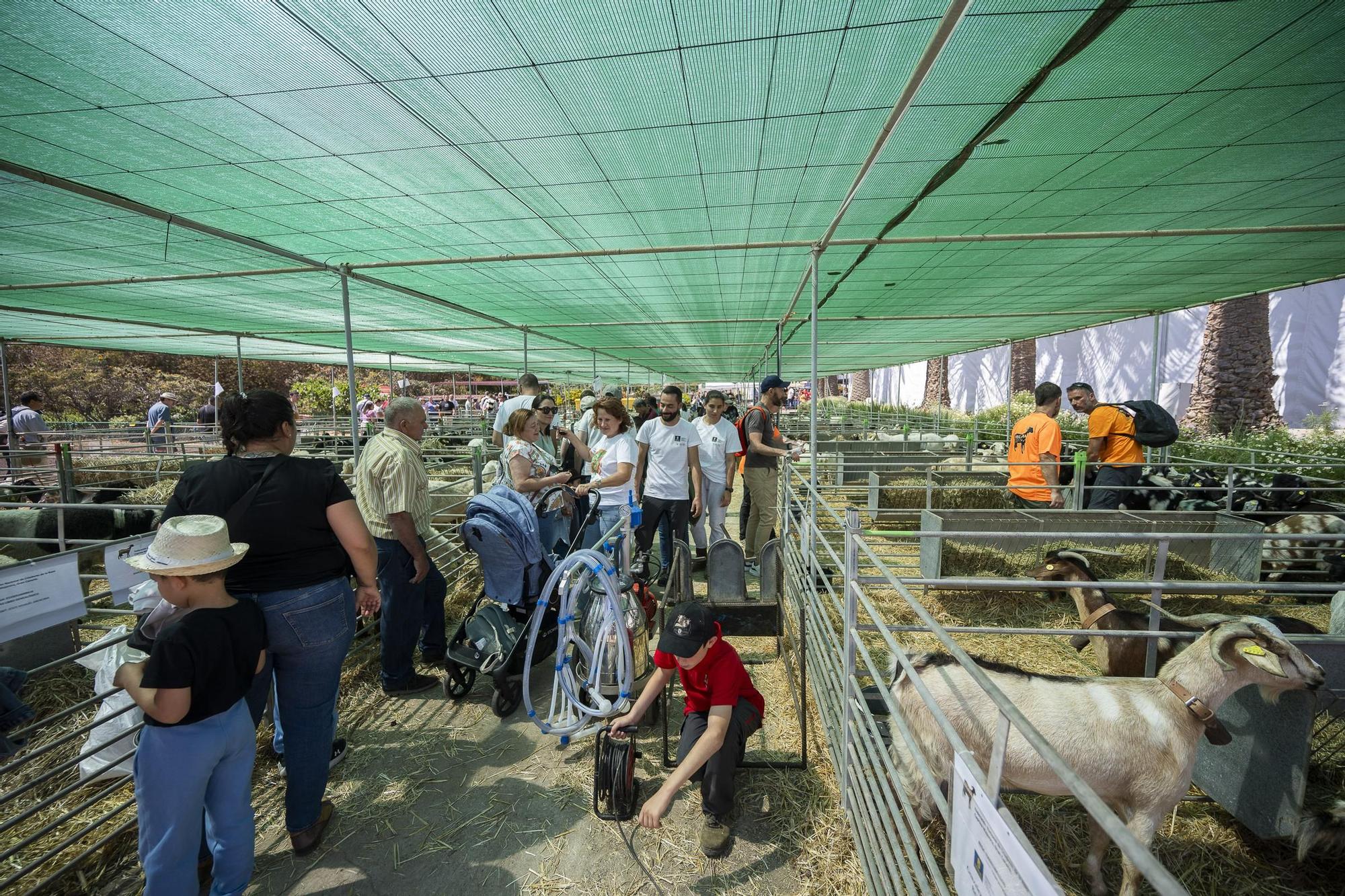 XXXII Edición del Concurso y Exposición de Ganado Selecto