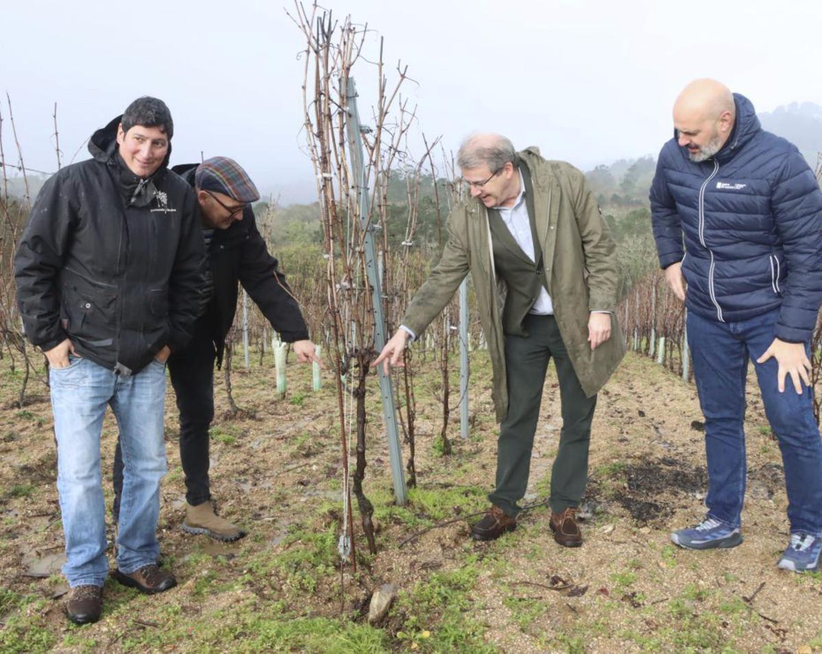 La visita a los viñedos de la bodega de Beade. | FDV