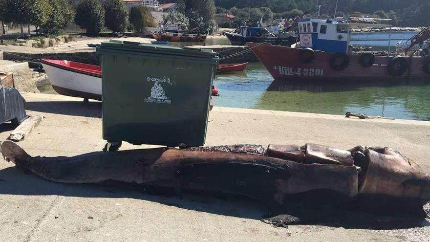 La ballena piloto depositada en Porto Meloxo, una vez practicada la necropsia. // Muñiz