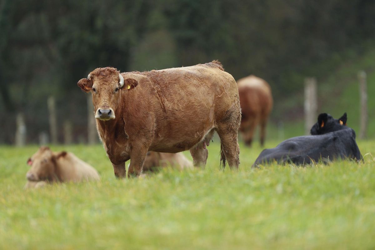 El ganado bovino, junto al ovino, caprino y equino, son las principales víctimas de los ataques de lobo ibérico en la Comunidad de Madrid.