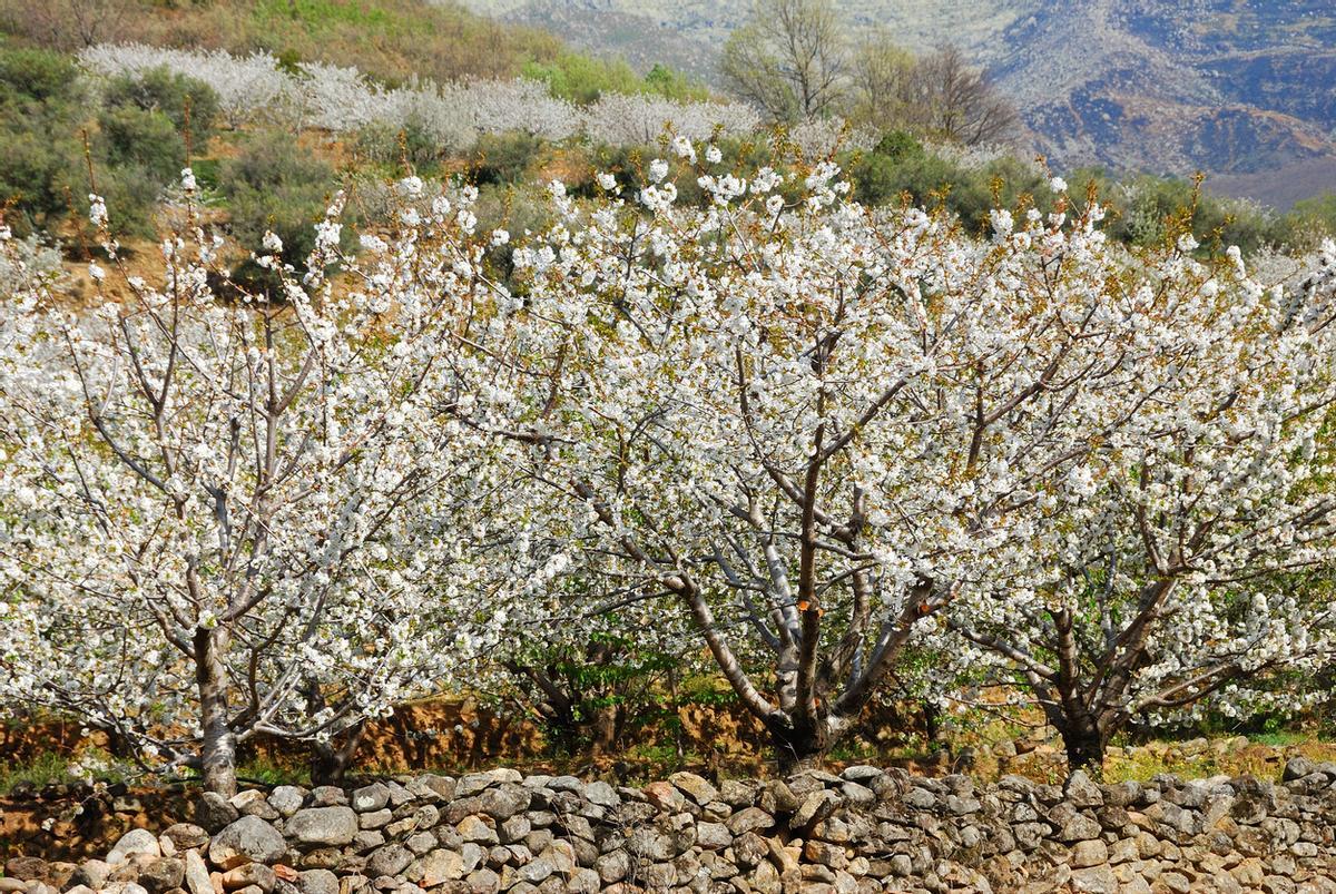 Todo el paisaje se cubre de flores blancas