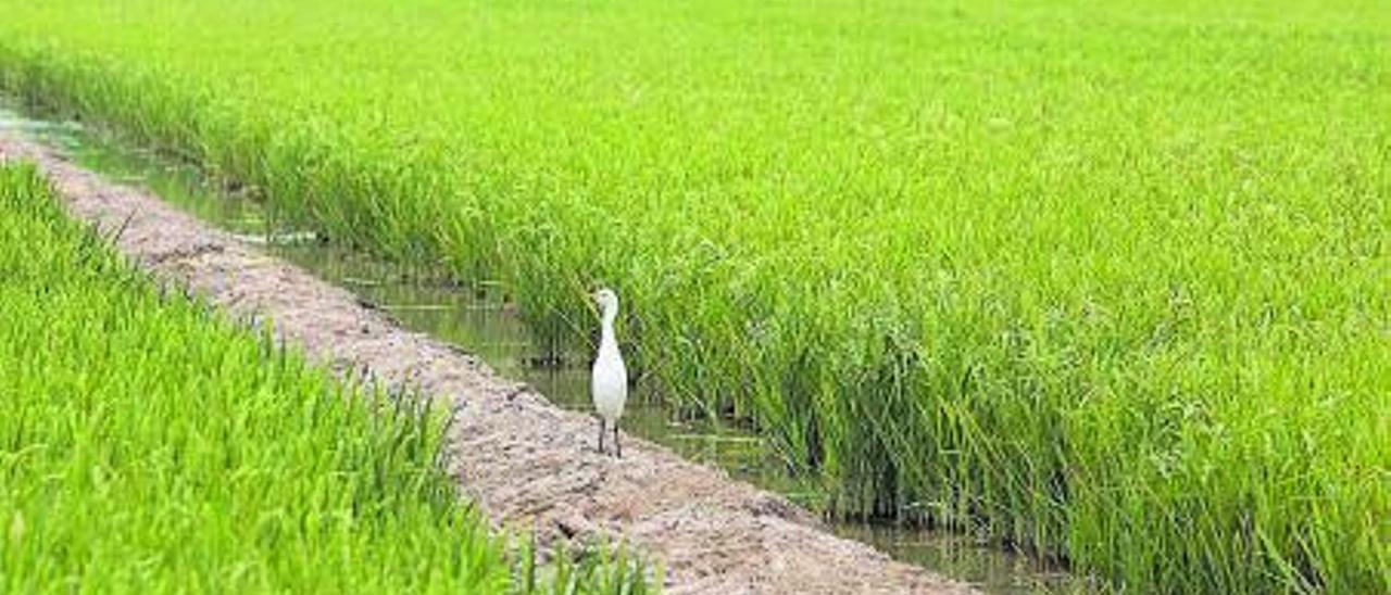 Una garza en los arrozales de l&#039;Albufera.