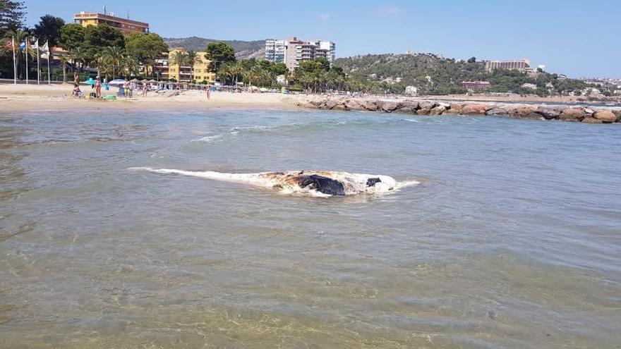 Reabre la playa de la Almadraba de Benicàssim tras retirar una ballena muerta