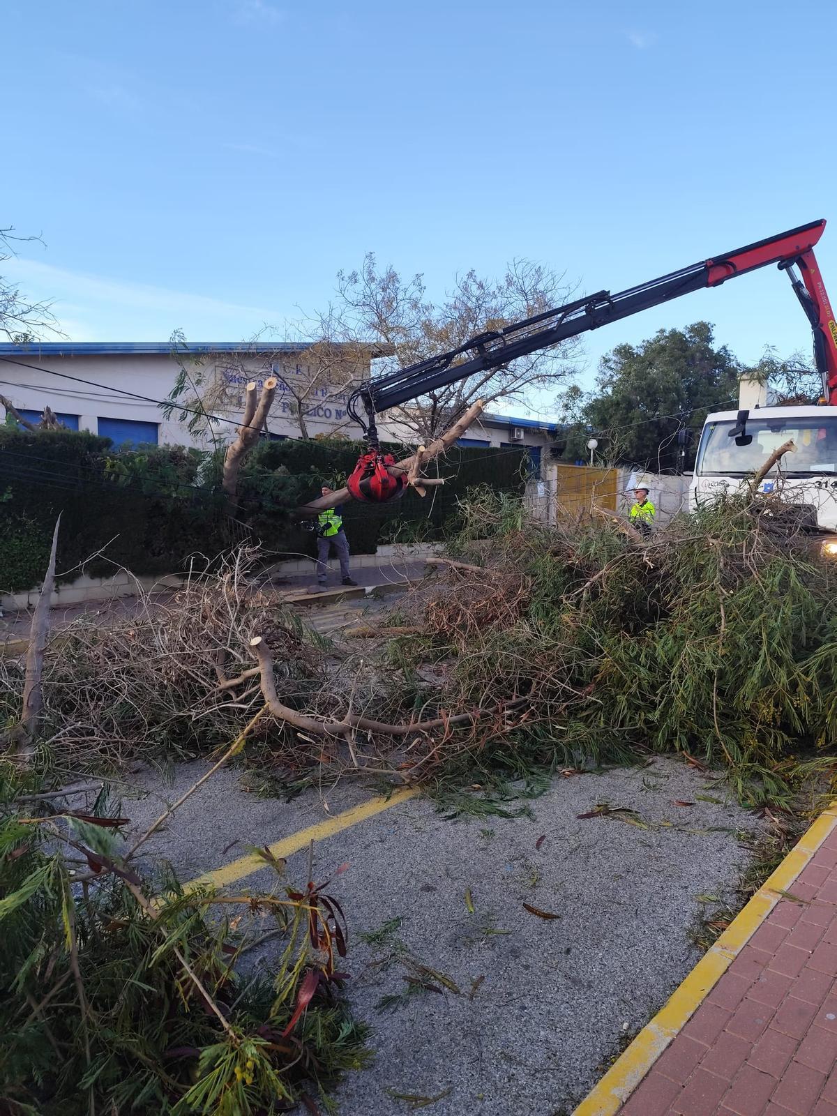 Árboles, muros y vallas derribados por el vendaval de la borrasca "Kristin" en Torrevieja Árboles, muros y vallas derribados por el vendaval de la borrasca "Kristin" en Torrevieja