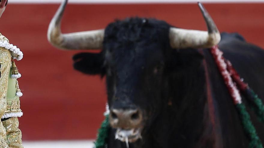 ¿Sabías que cuando un toro mata a un torero se sacrifica a toda su familia?