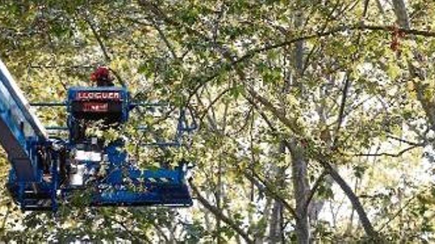 Girona retira milers de branques dels plàtans del parc de la Devesa