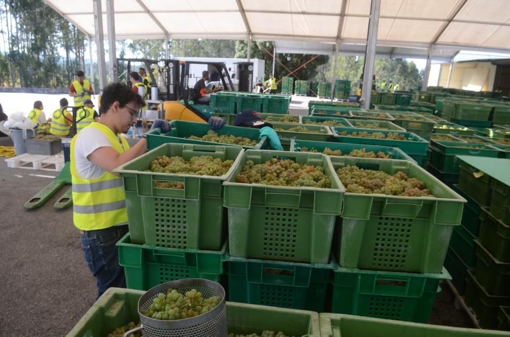 Las grandes bodegas tiran del carro en la vendimia Rías Baixas.