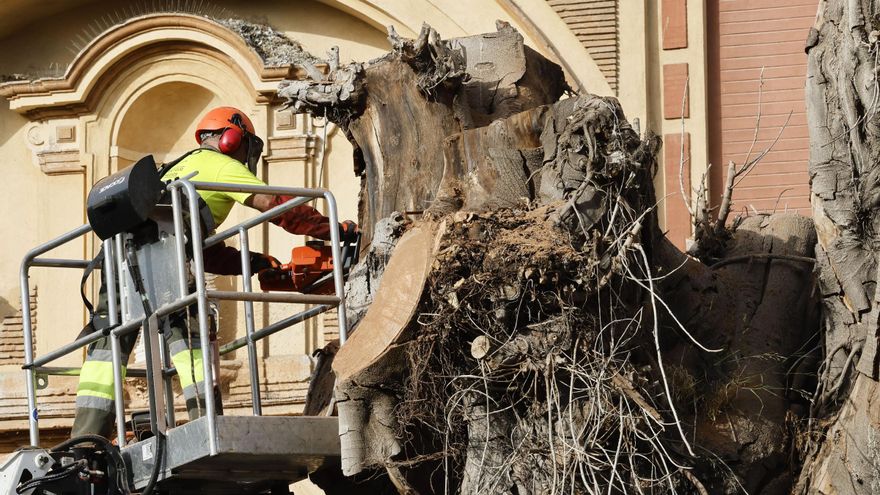 Ecologistas se concentran para darle el último adiós al Ficus de Triana