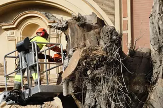 Ecologistas se concentran para darle el último adiós al Ficus de Triana