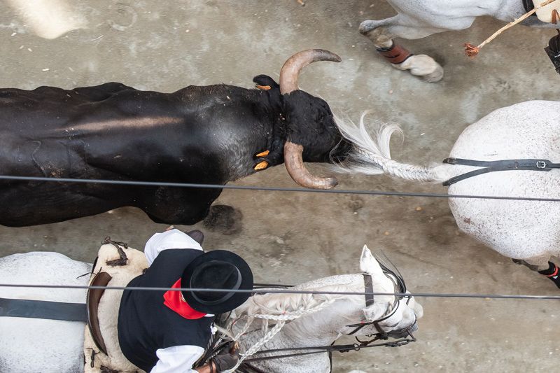 Fotogalería de la segunda Entrada de Toros y Caballos de Segorbe