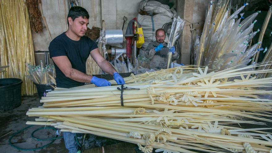 Elche protegerá a los palmereros y la artesanía de la palma blanca