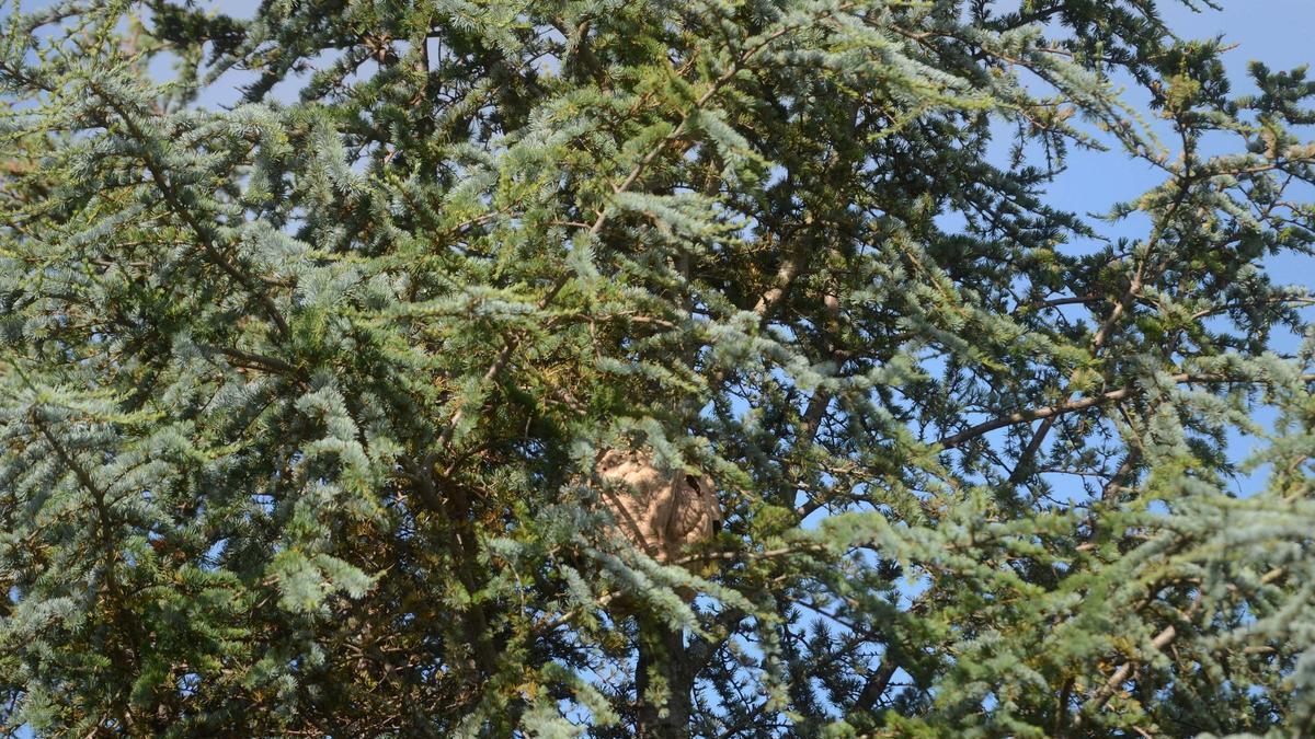 Un nido de avispa velutina sin retirar en el municipio pontevedrés de Catoira