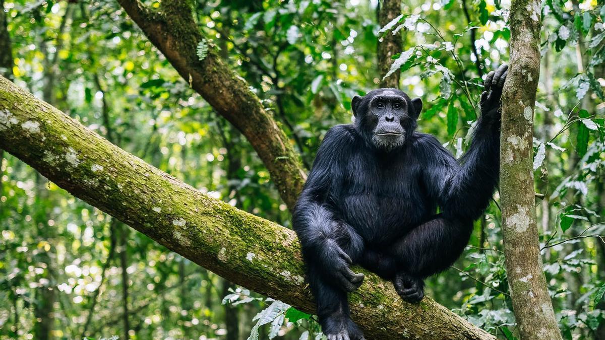 Un chimpancé en su medio natural en Uganda