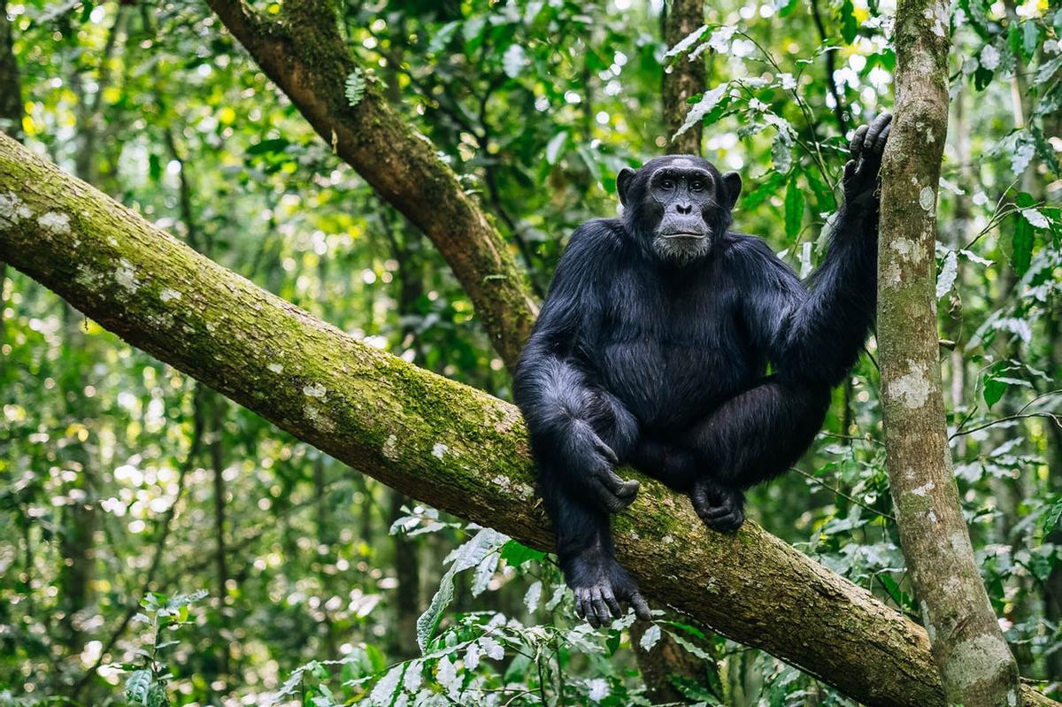 Un ximpanzé en el seu medi natural a Uganda.