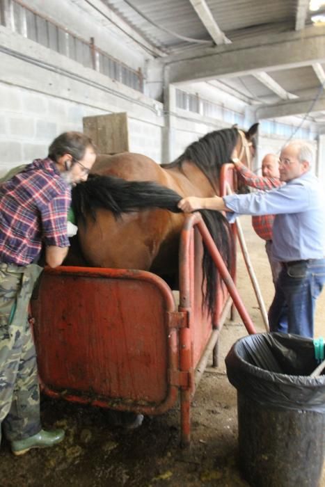 Embestidas militares de 600 millones de espermatozoides para las yeguas asturianas