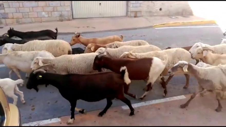 Más de 4.000 ovejas y cabras recorren Crevillent