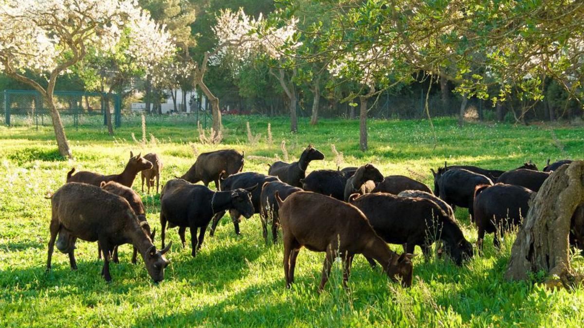 Los productos proceden de su propia explotación ganadera. | S.C.G.