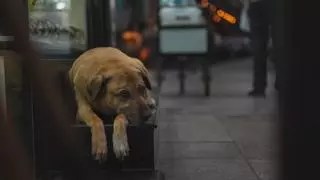 El Parlamento turco aprueba una ley que permite el sacrificio de los perros callejeros de Turquía