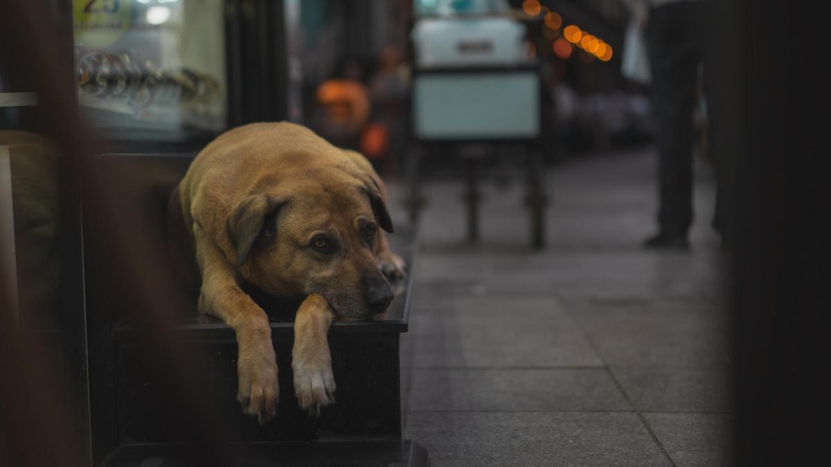 Un perro callejero en Estambul.