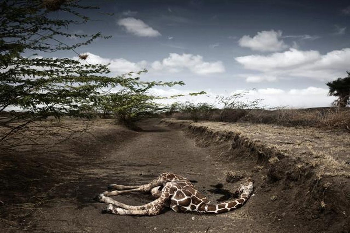 ’Girafa morta per la sequera’. Segon premi de temes contemporanis. Fotografies individuals.