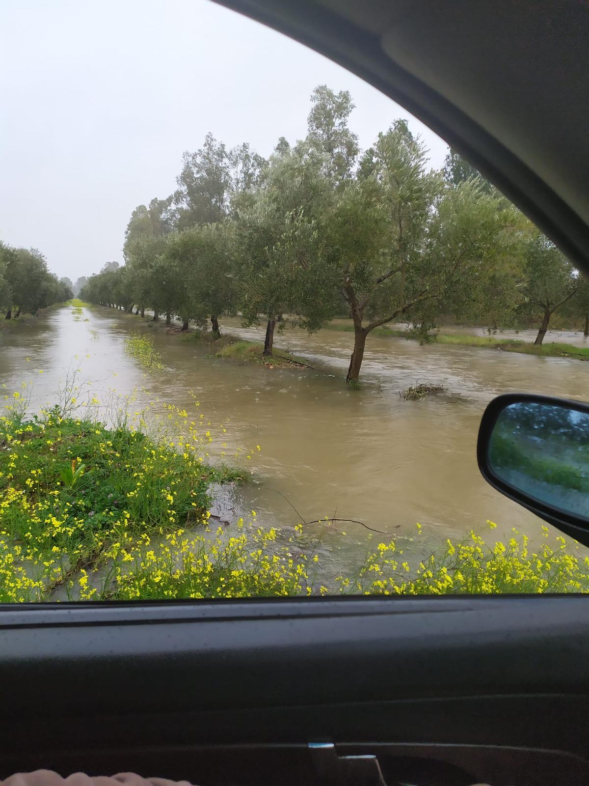 Fotogalería | Cultivos anegados en fincas de Mérida por la sucesión de borrascas