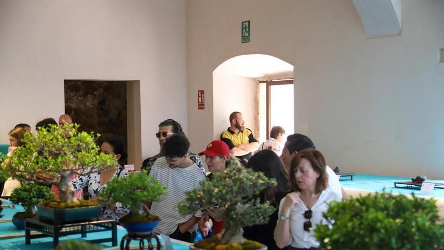 Badajoz se rinde al arte milenario del bonsái: 