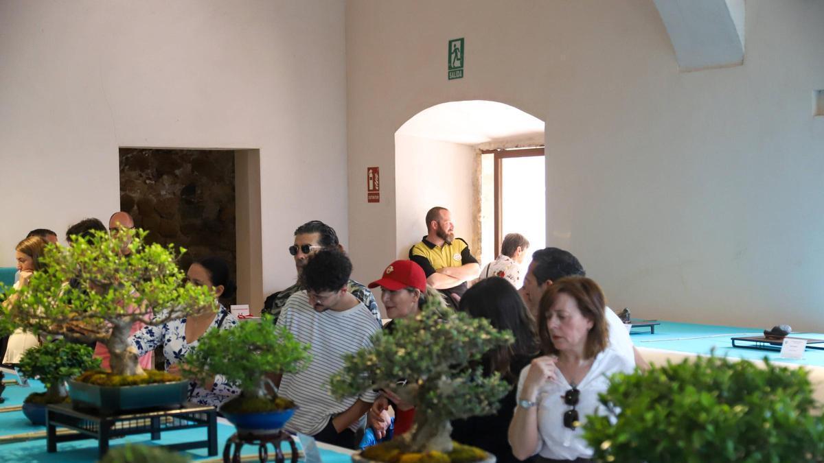 Vídeo | La Galera acoge la V Exposición de Bonsái y Suiseki