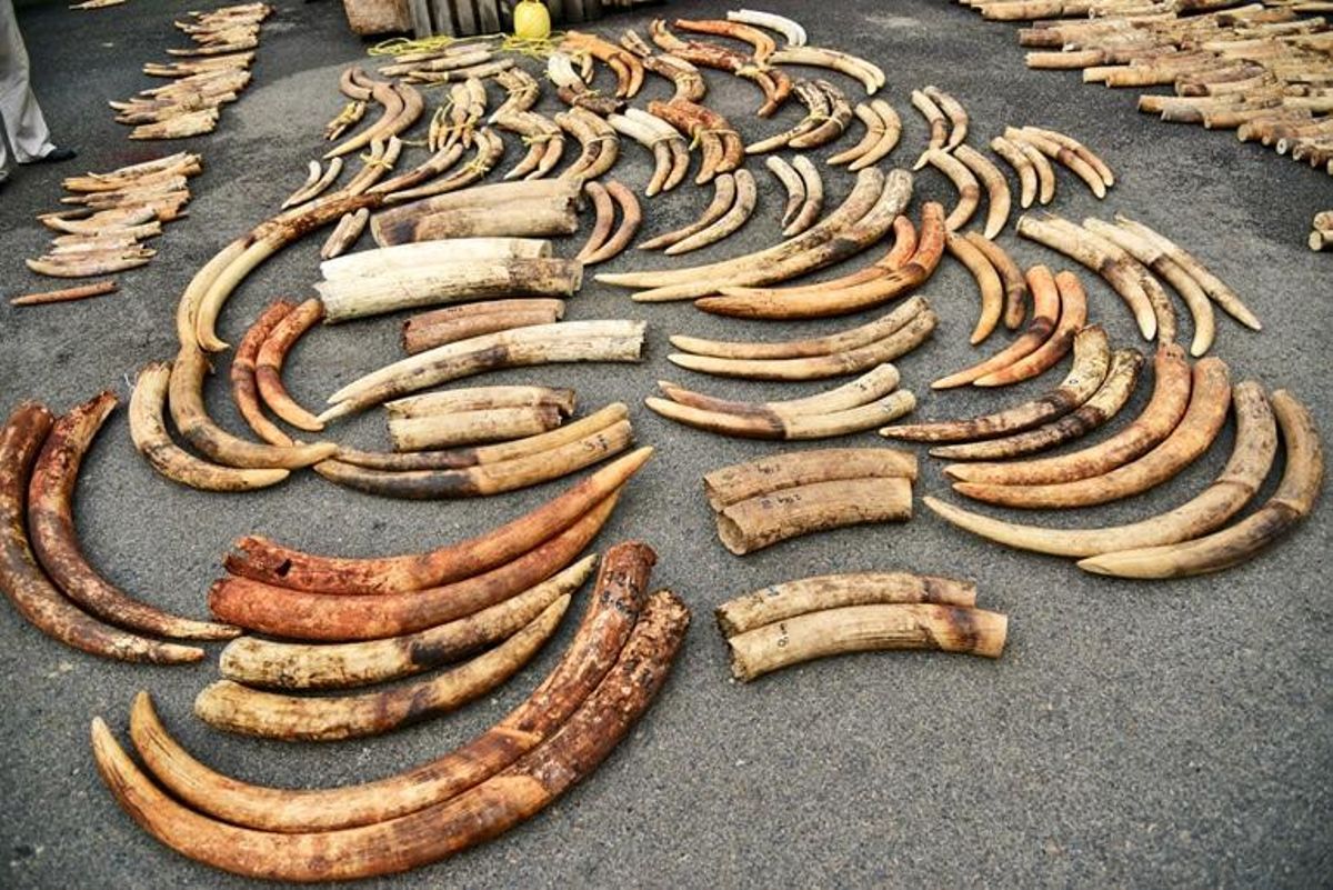 Alijo de colmillos confiscado a cazadores furtivos