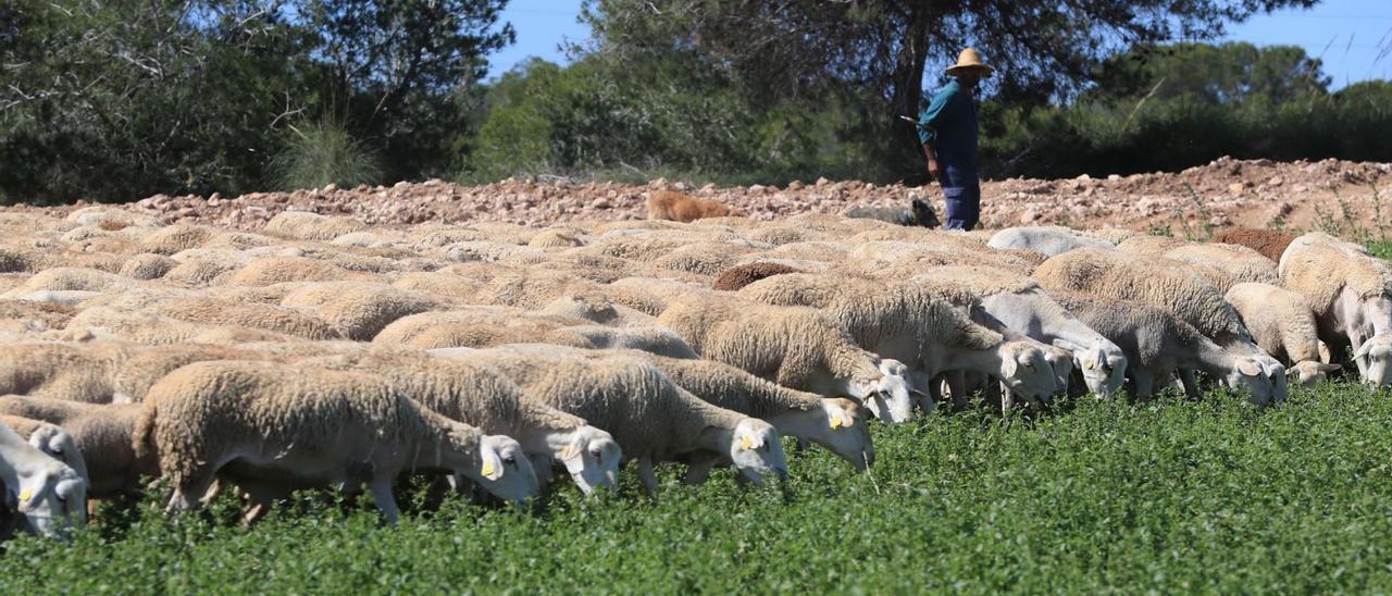 Un rebaño de ovejas pastorea en el Campo de Cartagena.  | L.O.