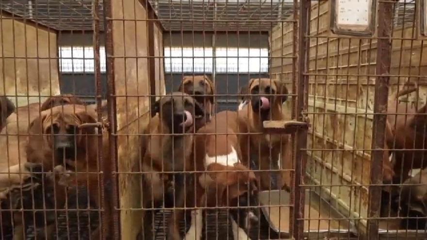 Corea del Sur prohíbe comercializar carne de perro